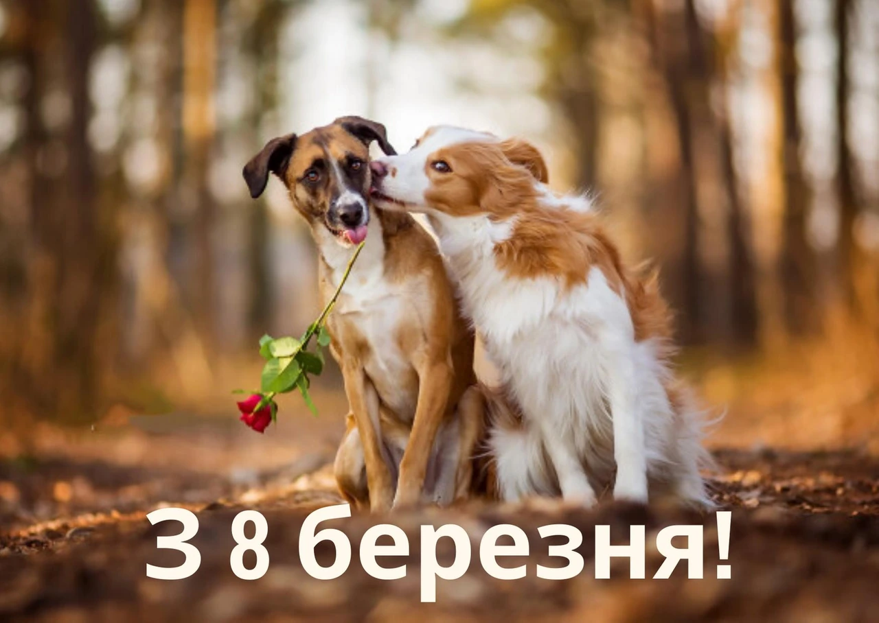 Прикольні привітання для завідувачки на 8 Березня з теплом і гумором