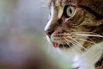 Милий смугастий кіт дивиться в камеру