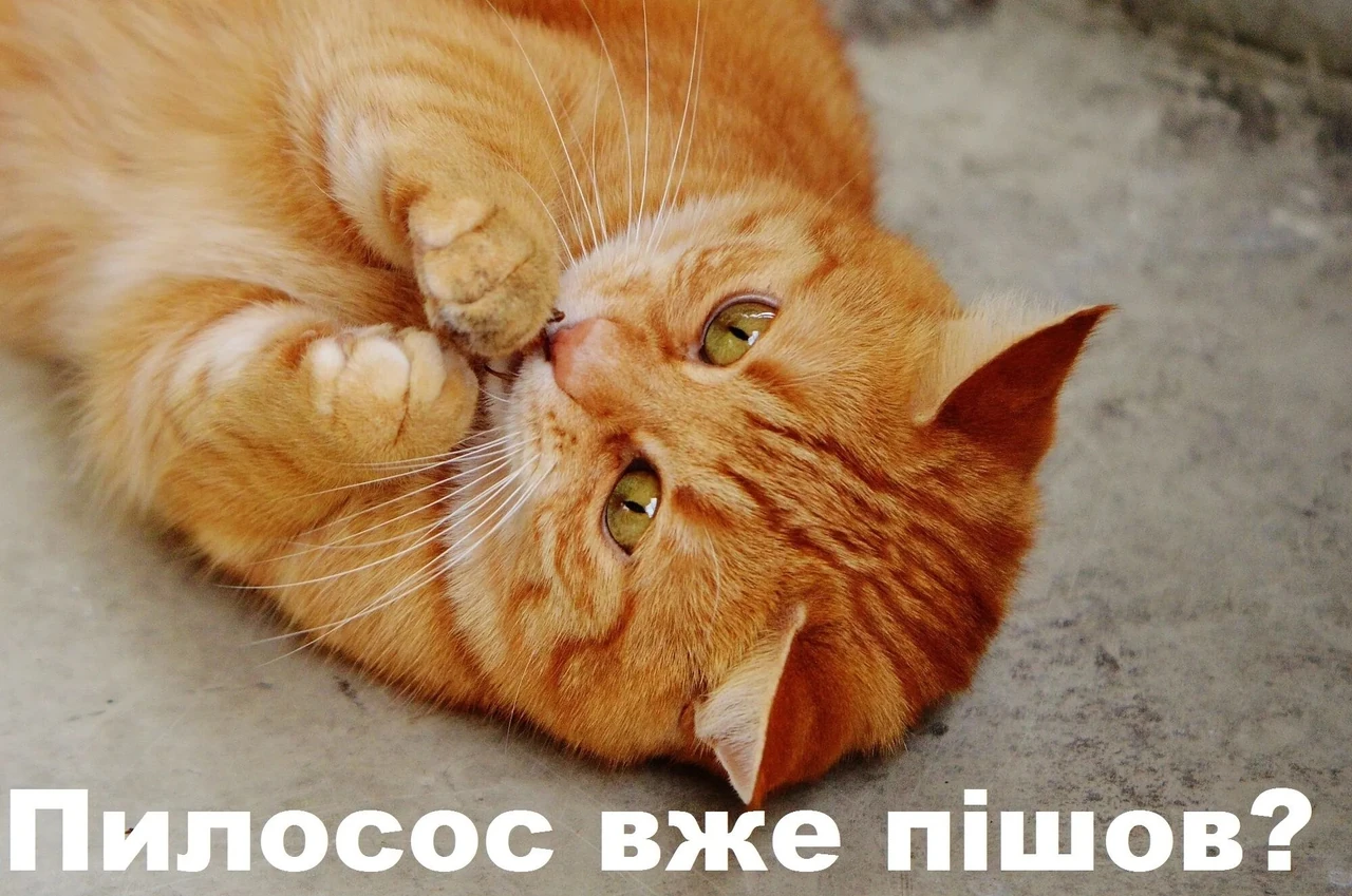 Привітання з днем котів: теплі тексти, вірші та листівки